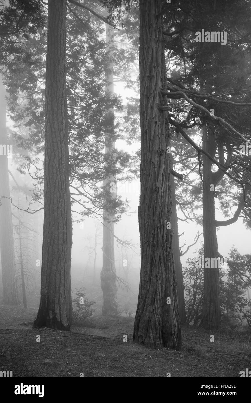 Spooky foresta con nebbia e vecchi alberi nel Parco Nazionale di Yosemite Foto Stock