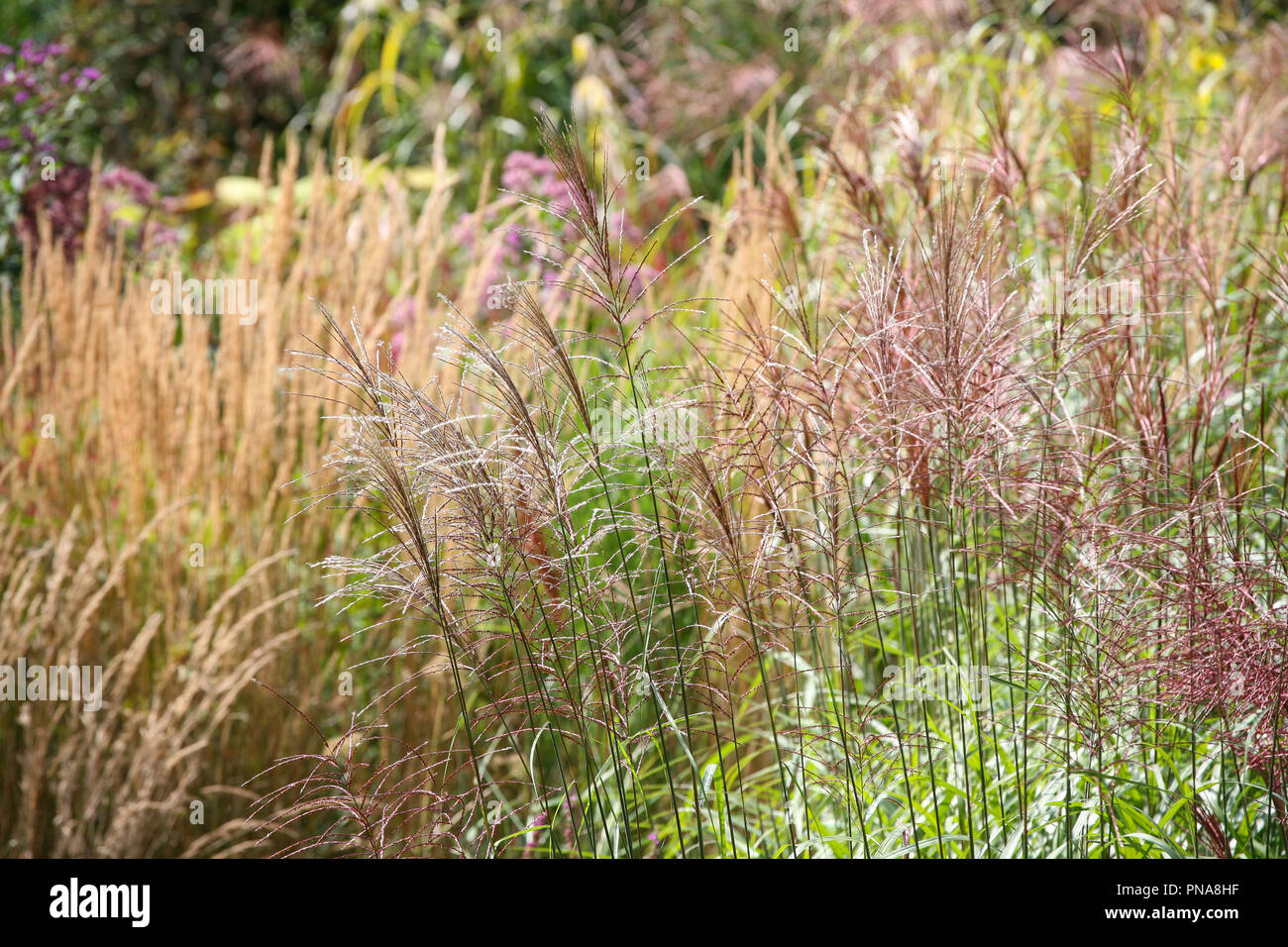 Miscela di erbe ornamentali fiorite - Miscanthus, Molinia, Calamagrostis, in tarda estate / inizio autunno Foto Stock