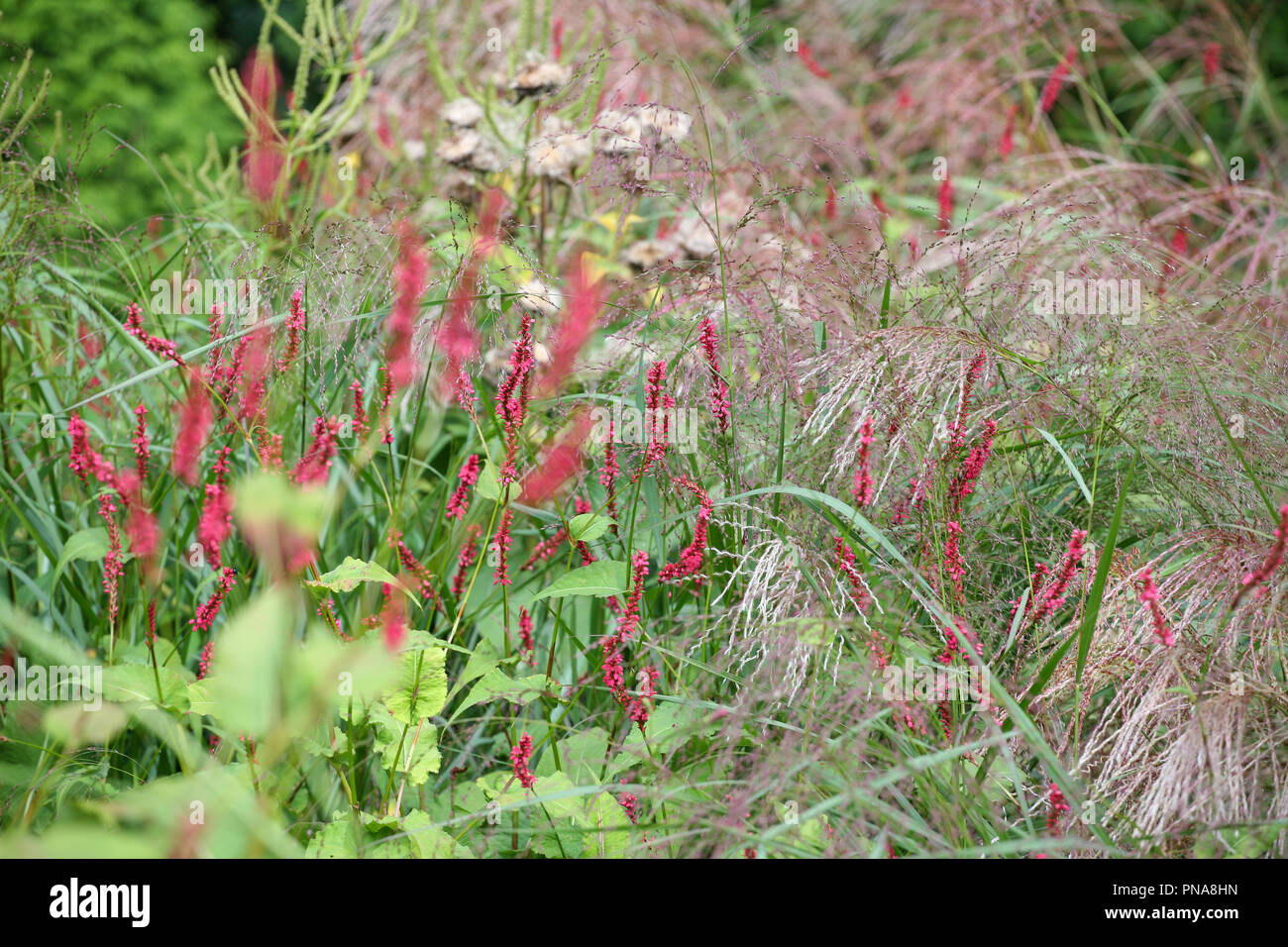Persicaria amplexicaulis 'Firetail' Foto Stock