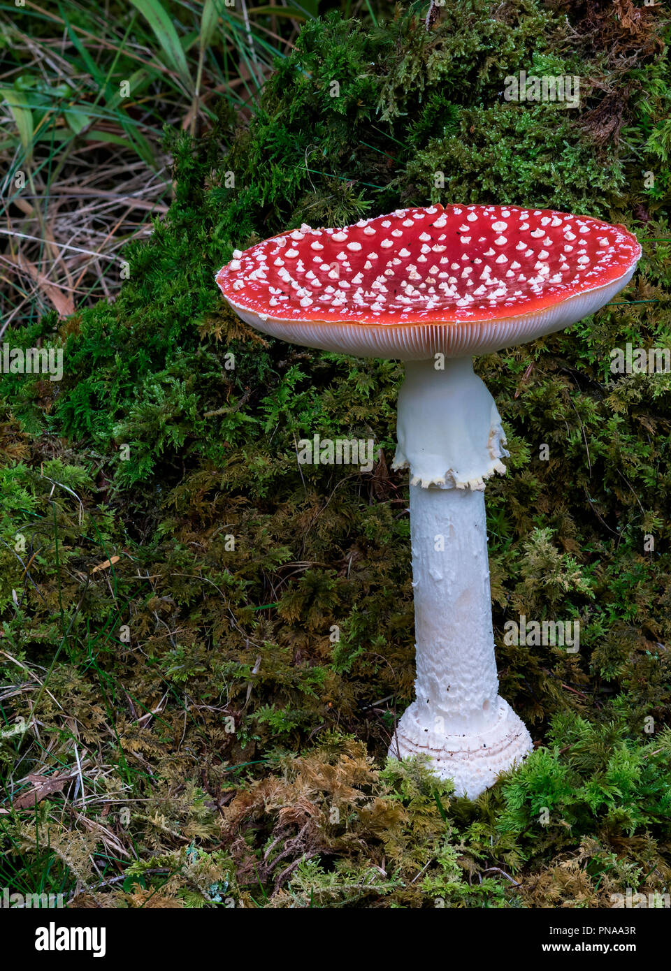 Amanita muscaria (Fly Agaric) Foto Stock