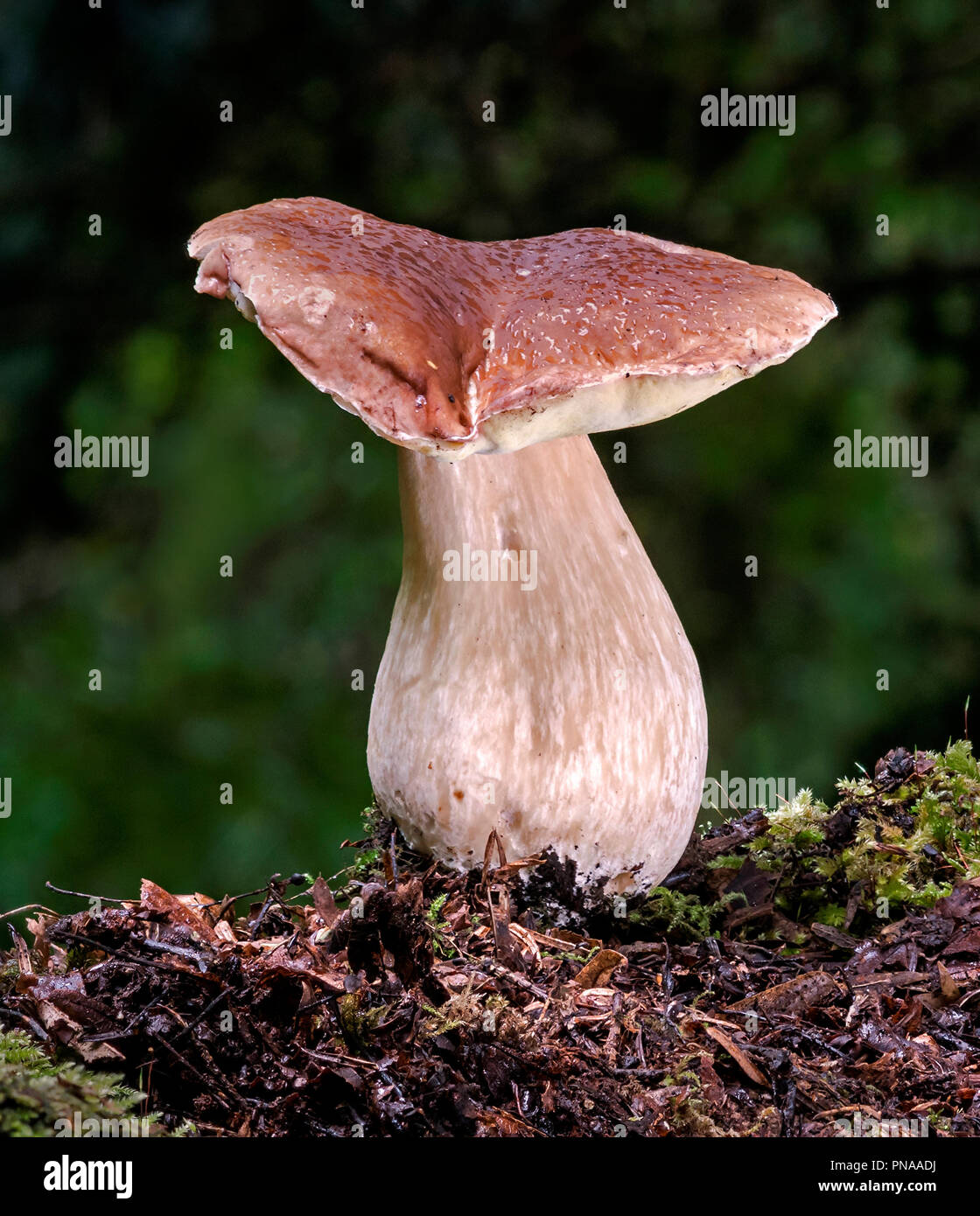 Boletus edulis (Penny Bun o Cep) Foto Stock