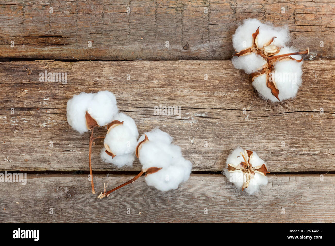 Bella cotone bianco fiori sul vecchio rustico in legno vintage piatto sfondo laici. Panno in tessuto naturale morbidezza fattoria biologica il concetto di allergia Foto Stock