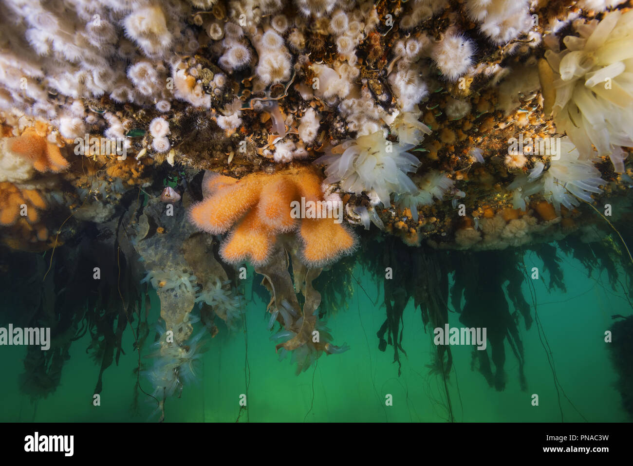 Giardini pensili di Aegir (AEgir) - dita Coral (Alcyonium digitatum) e clonali anemoni Plumose (senile Metridium) Foto Stock