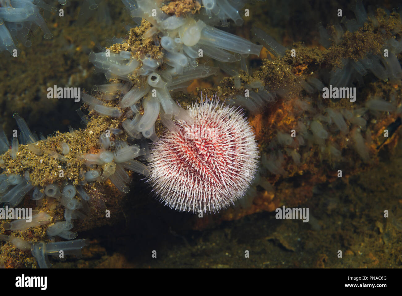 Commestibile europea dei ricci di mare o comuni o ricci di mare (Echinus esculentus) nella colonia di ascidie - mare trasparente squirt o giallo mare Squirt Ciona (ho Foto Stock