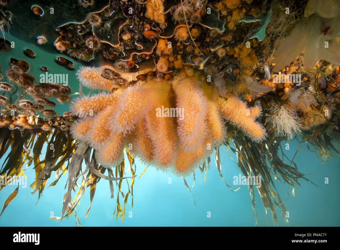 Giardini pensili di Aegir (AEgir) - dita Coral (Alcyonium digitatum) e clonali anemoni Plumose (senile Metridium) Foto Stock
