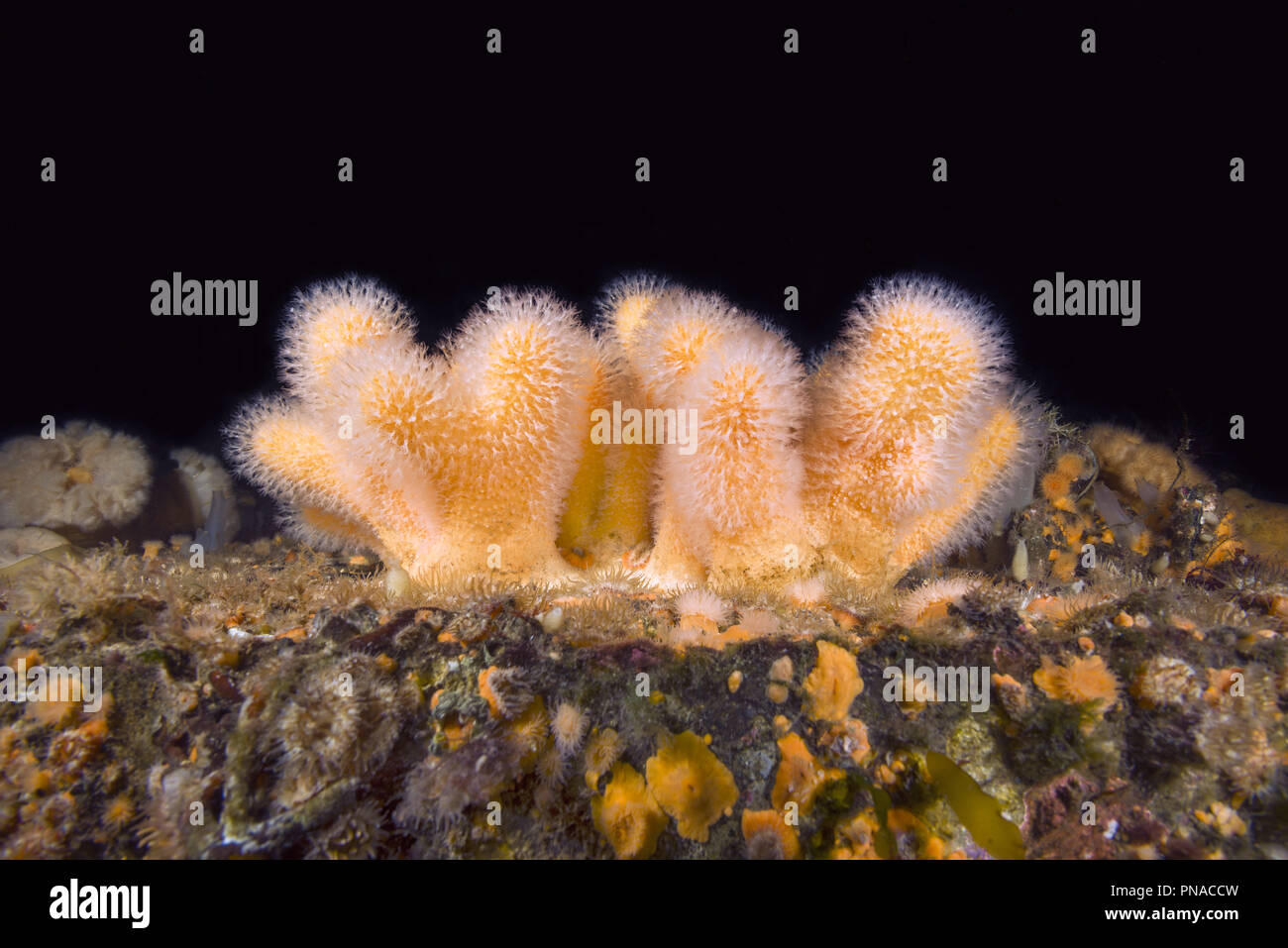 Soft Coral - dita di corallo, Dead Man le dita o la lampadina Tunicate (Alcyonium digitatum) Foto Stock