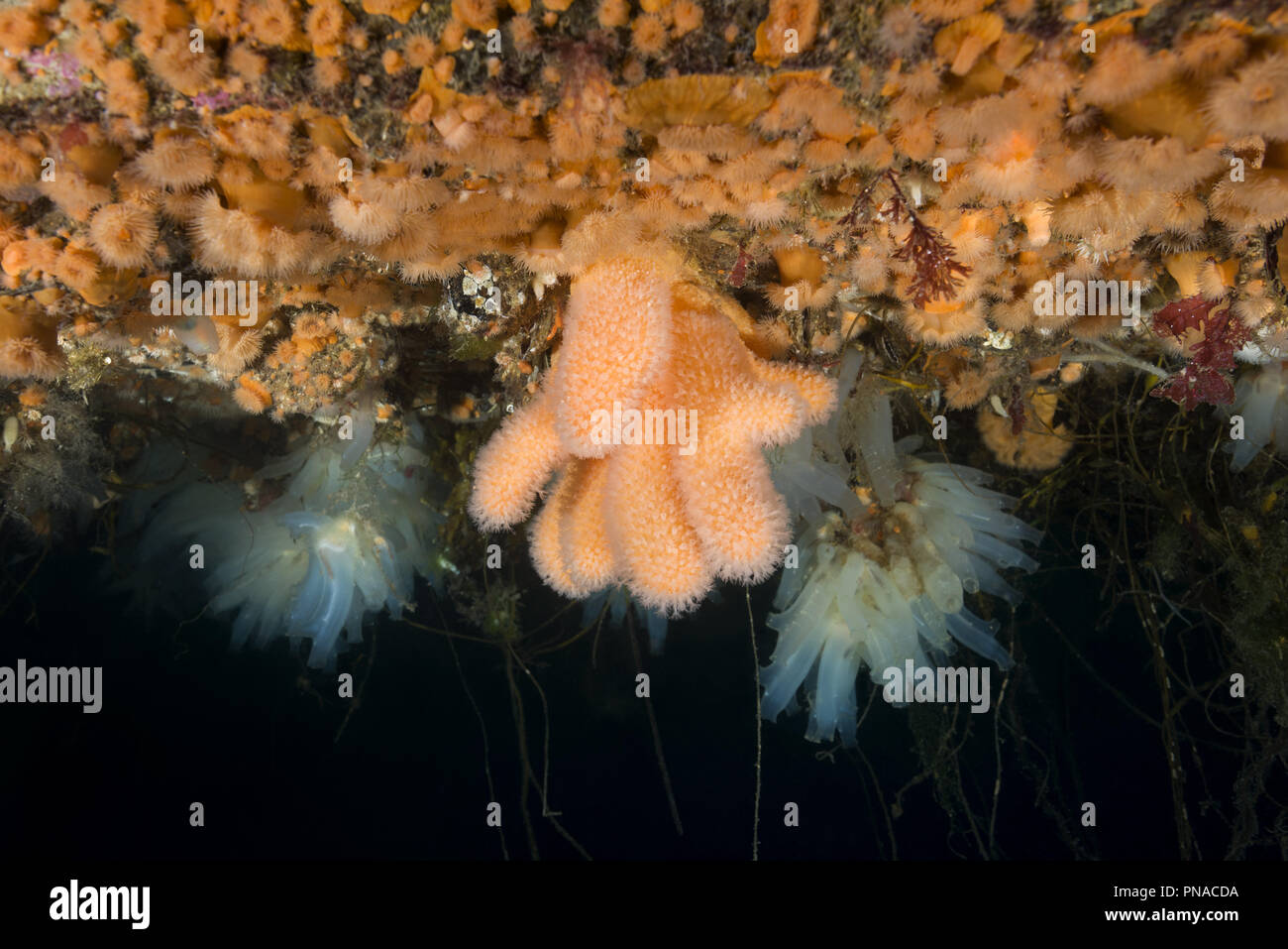Giardini pensili di Aegir (AEgir) - dita Coral (Alcyonium digitatum), Plumose clonale di anemoni (Metridium) senile e la colonia di mare trasparente squirt Foto Stock