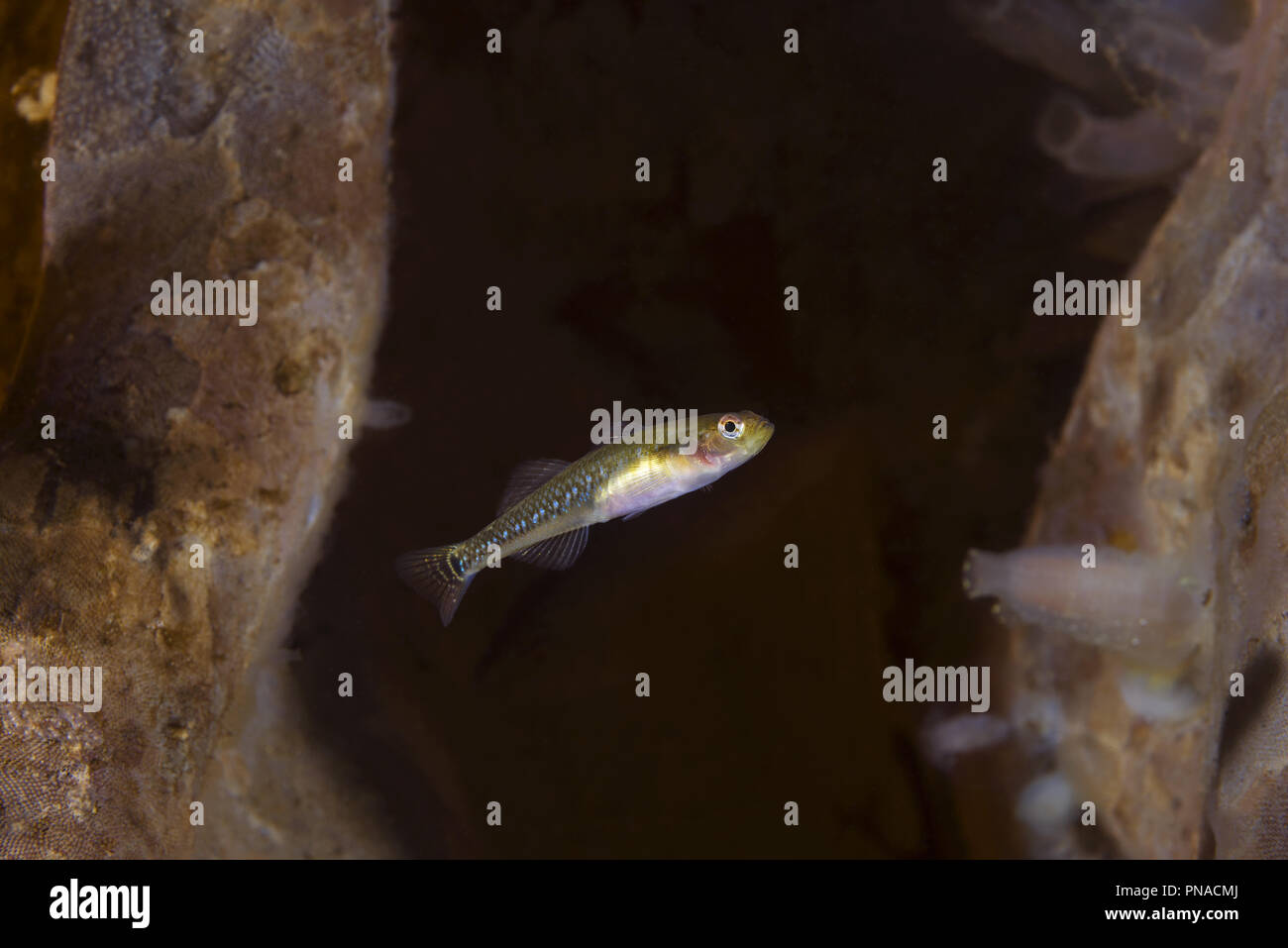 Due spotted ghiozzo (Gobiusculus flavescens) vicino Laminaria Foto Stock