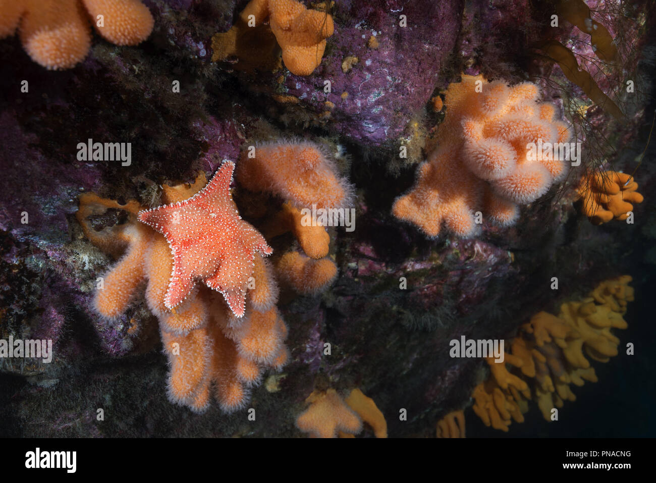 Paesaggio sottomarino con coralli molli - dita di corallo, Dead Man le dita o la lampadina Tunicate (Alcyonium digitatum) e cuscino rigido Starfish (Hip Foto Stock