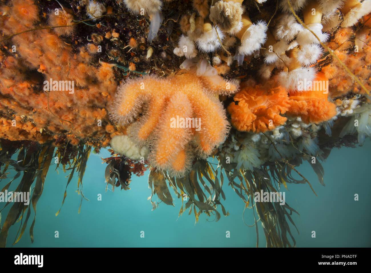 Giardini pensili di Aegir (AEgir) - dita Coral (Alcyonium digitatum) e clonali anemoni Plumose (senile Metridium) Foto Stock