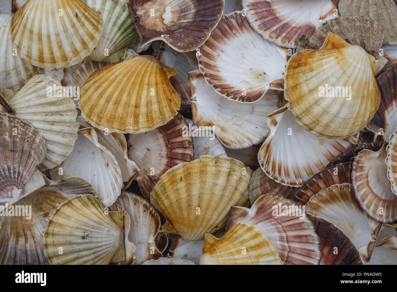 Conchiglie, l'immagine di sfondo un sacco di capesante Queen (Aequipecten opercularis), Mare di Norvegia, Nonthern regione atlantica, Norvegia, Europa Foto Stock