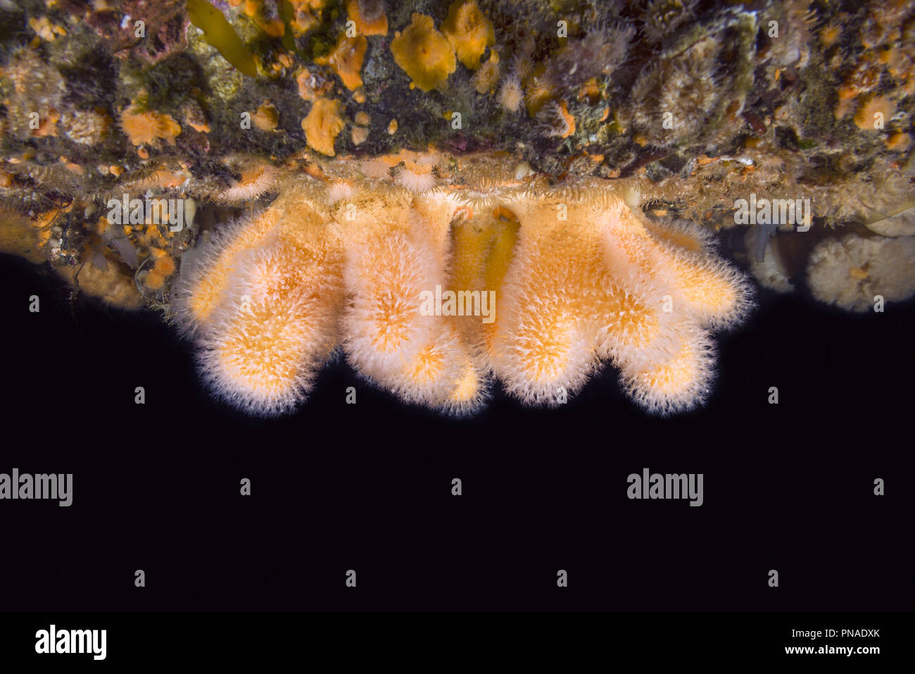Giardini pensili di Aegir (AEgir) - dita di corallo, Dead Man le dita o la lampadina Tunicate (Alcyonium digitatum) Foto Stock