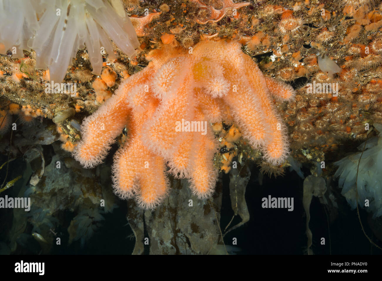 Giardini pensili di Aegir (AEgir) - dita Coral (Alcyonium digitatum) e clonali anemoni Plumose (senile Metridium) Foto Stock