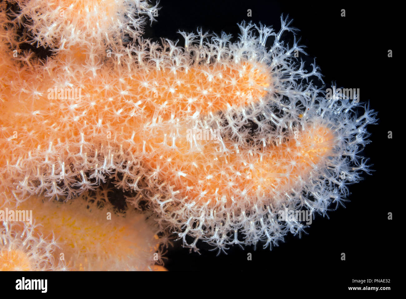 Close-up di polipi dita soft Coral, Dead Man le dita o la lampadina Tunicate (Alcyonium digitatum) Foto Stock