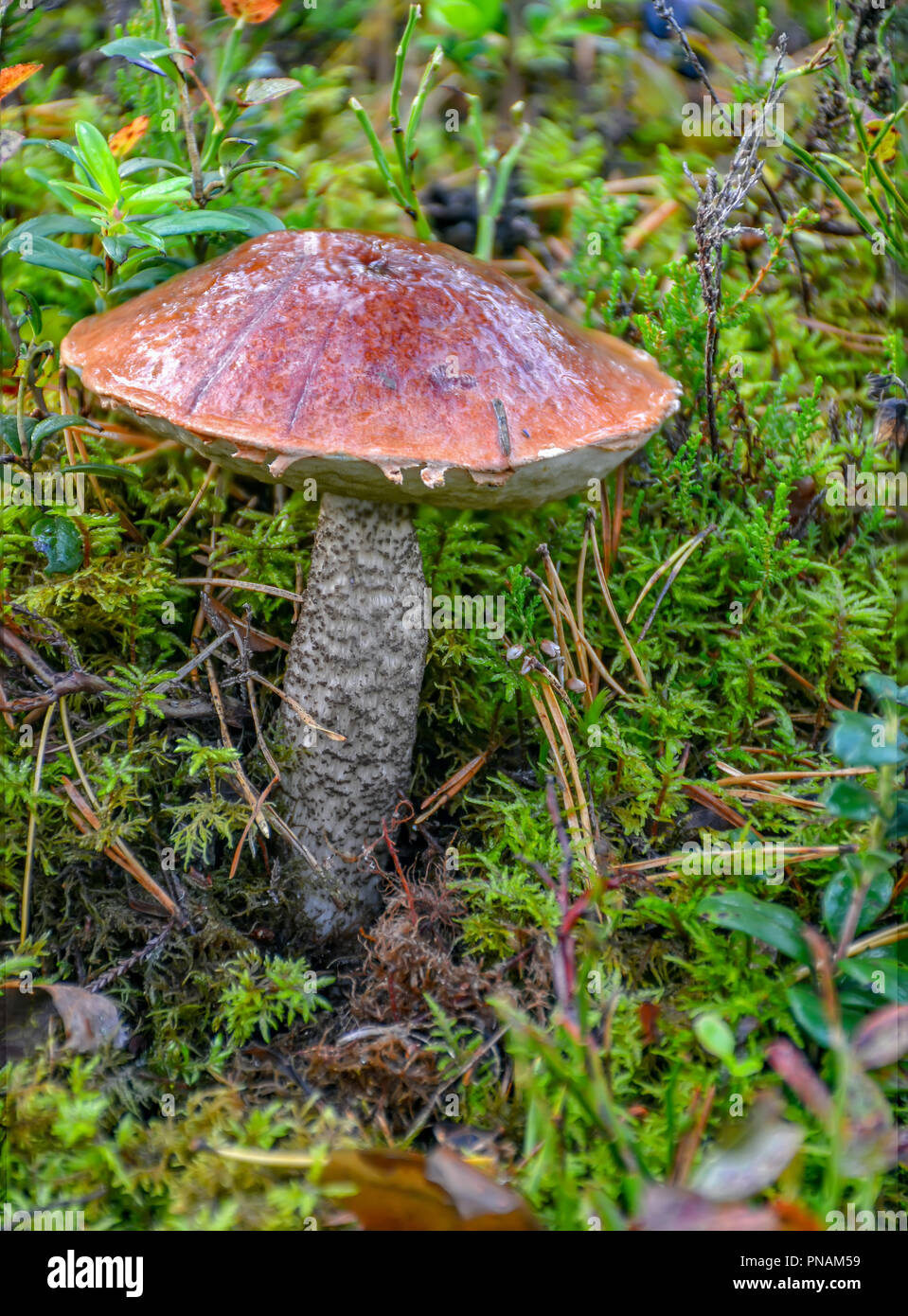 I Funghi Nel Bosco Di Conifere I Funghi Commestibili Per Cucinare Piatti Deliziosi Foto Stock Alamy