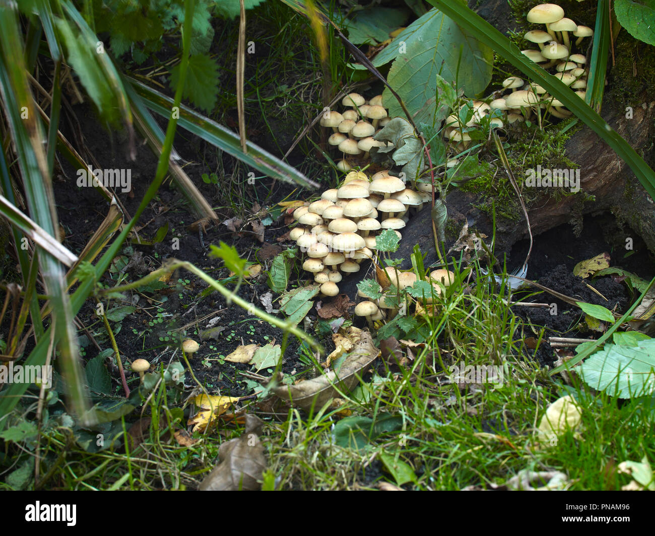 Fungo non identificato abitano un decadimento cherry tree Stump. Autunno smallholding in Nidderdale North Yorkshire Foto Stock
