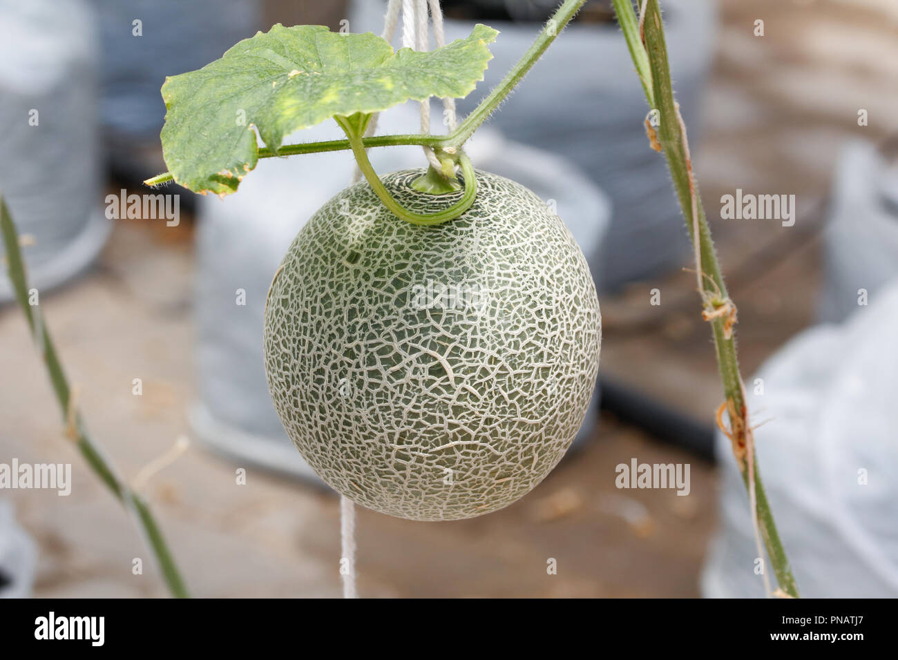 Primo piano reticolare (melone melone giapponese) sulla struttura ad albero Foto Stock