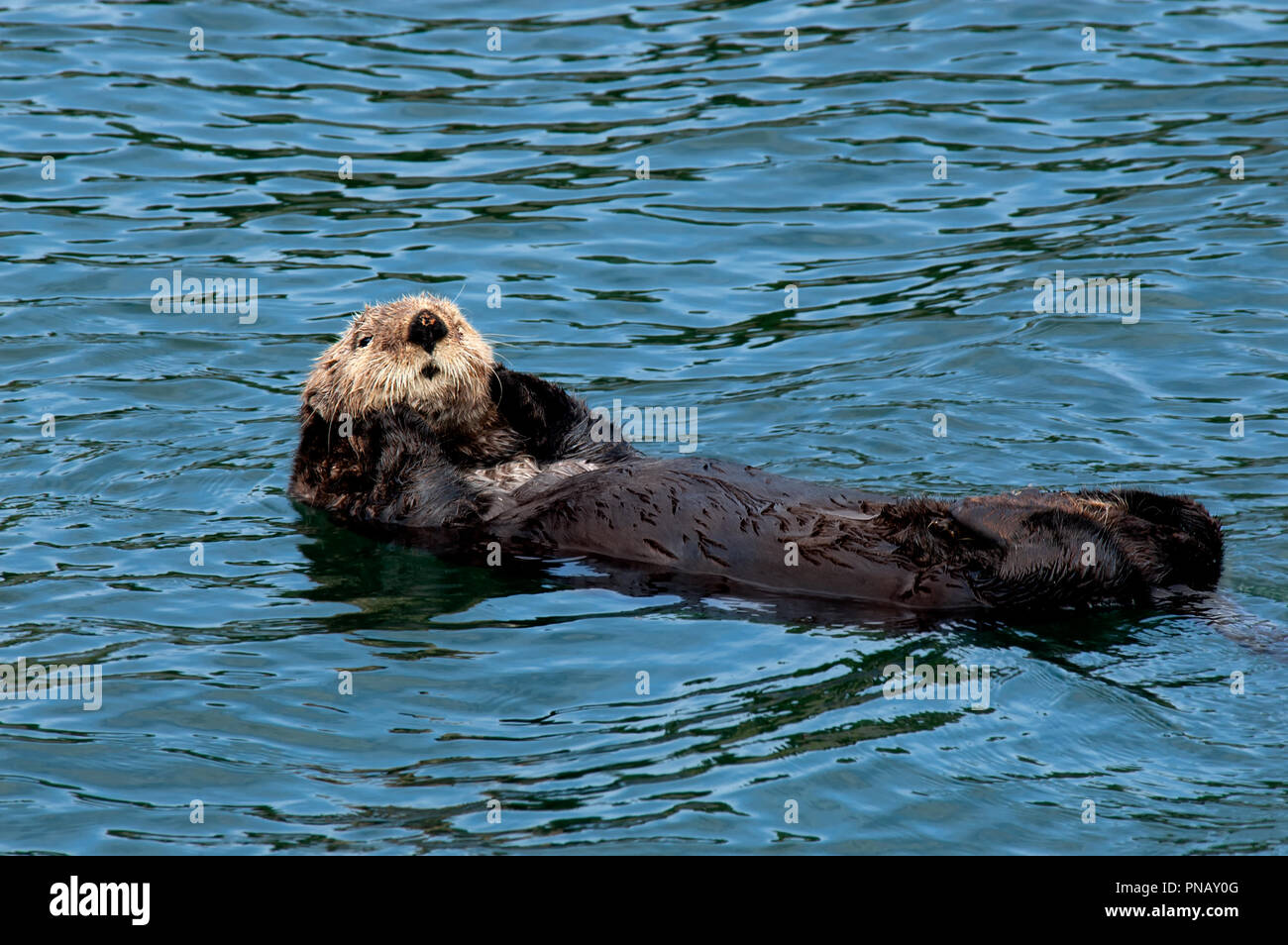 Una Lontra di mare con pelliccia marrone galleggiante sulla sua schiena con  le sue zampe su entrambi i lati del suo viso carino nelle acque al largo  Seldovia, Alaska Foto stock -