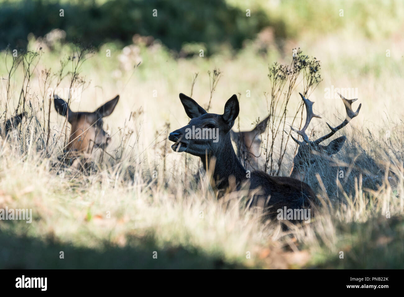 Doe Il cervo (Cervus elaphus) disteso e masticare Foto Stock