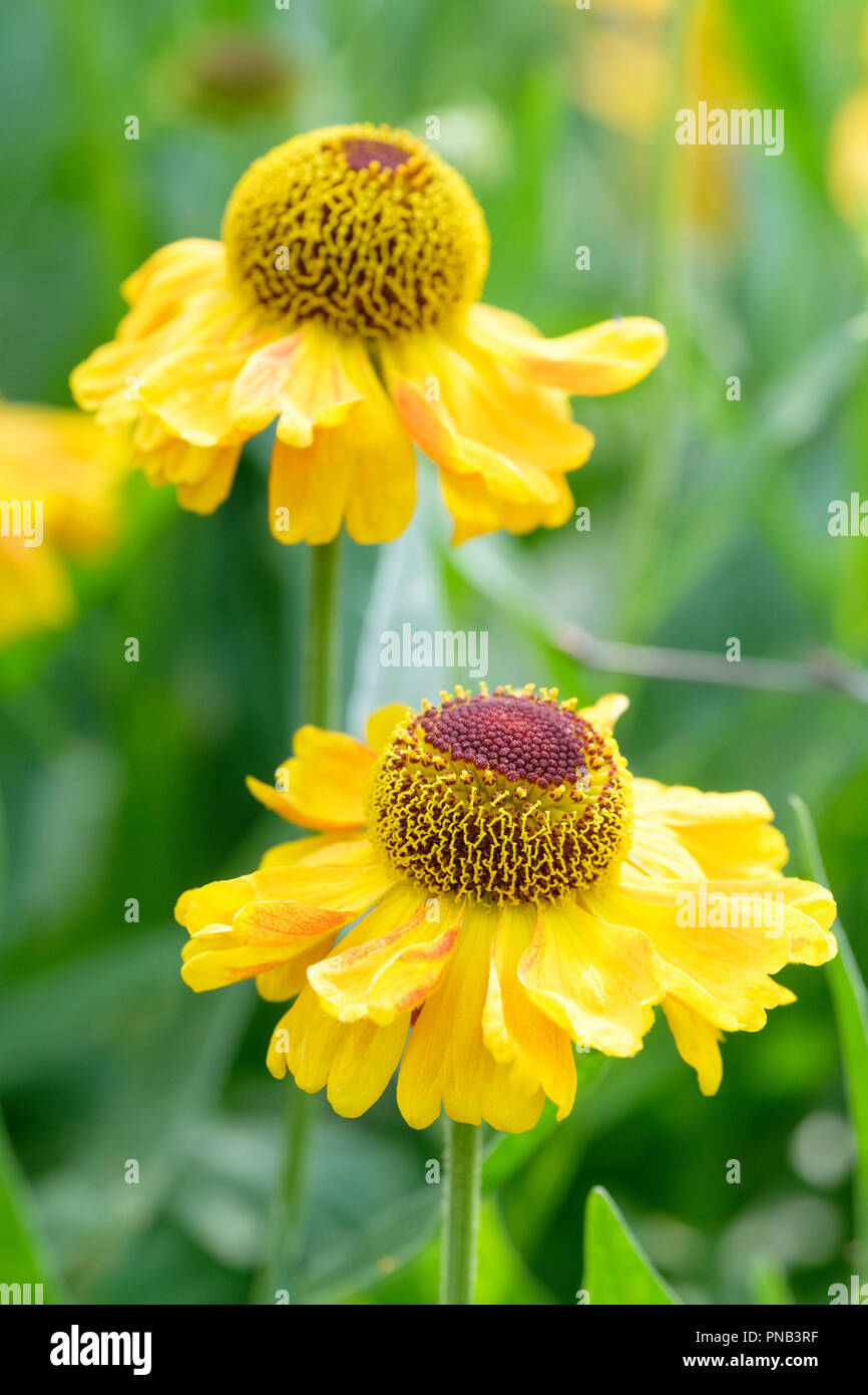 Close-up di due fiori di Helenium autumnale 'Wyndley', Sneezeweed Wyndley o sneezewort 'Wyndley' Foto Stock
