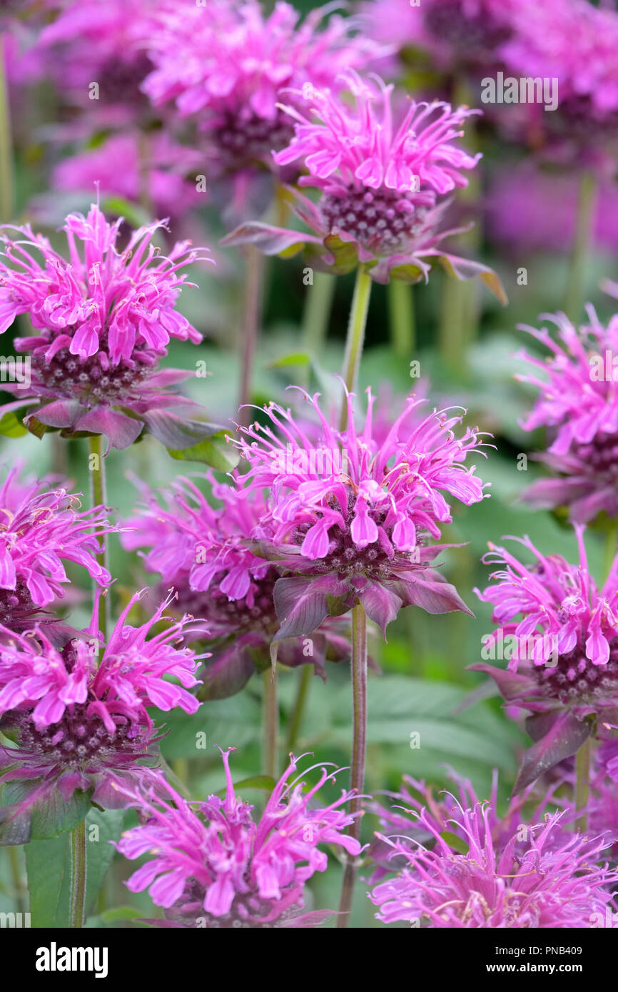 Close-up di fioritura del bergamotto, Bee balsamo, horsemint, oswego tè o Monarda 'Violetta Queen' Foto Stock