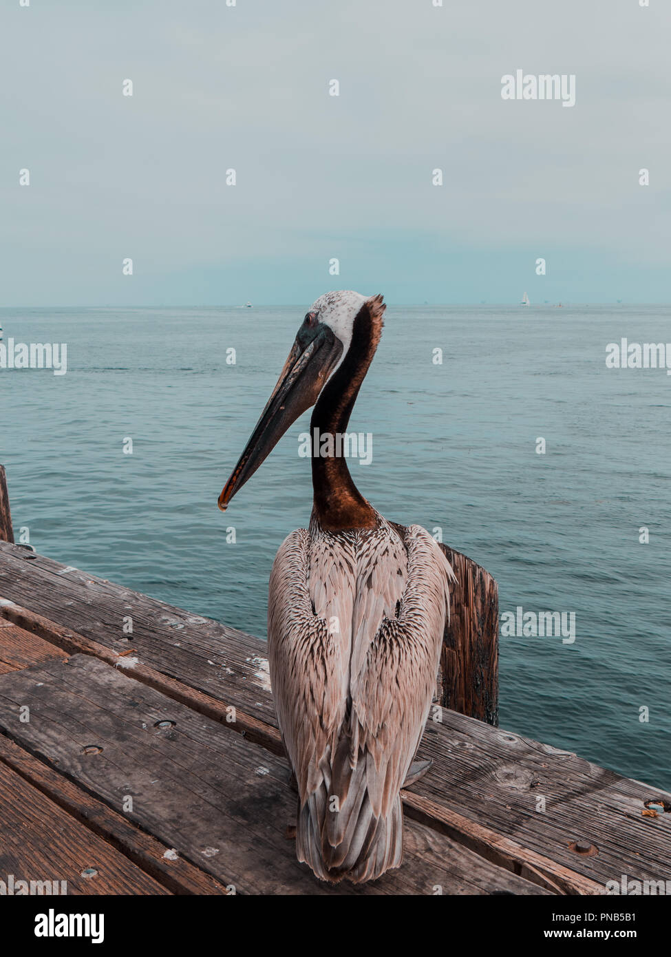Pelican guardando oltre oceano per scoprire erano a volare accanto Foto Stock
