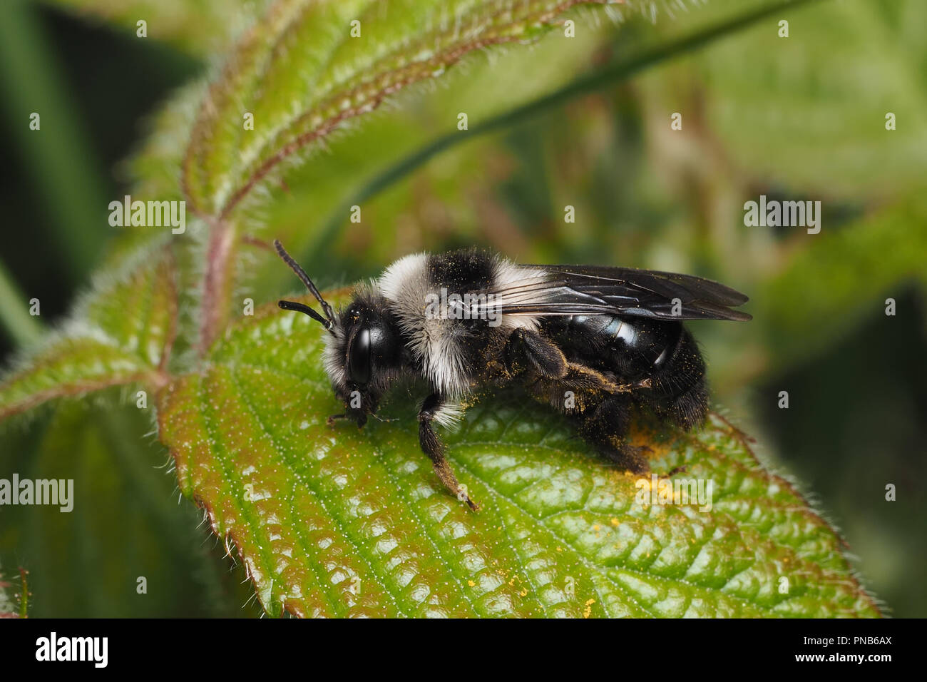 Ashy mining bee (Andrena cineraria) seduto sul Rovo foglie. Tipperary, Irlanda Foto Stock