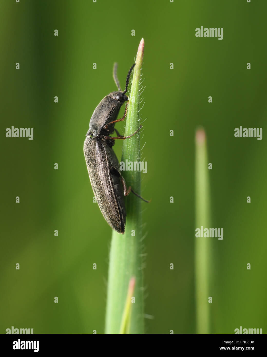 Fare clic su Beetle nella famiglia Elateridae salendo su una lama di erba. Tipperary, Irlanda Foto Stock