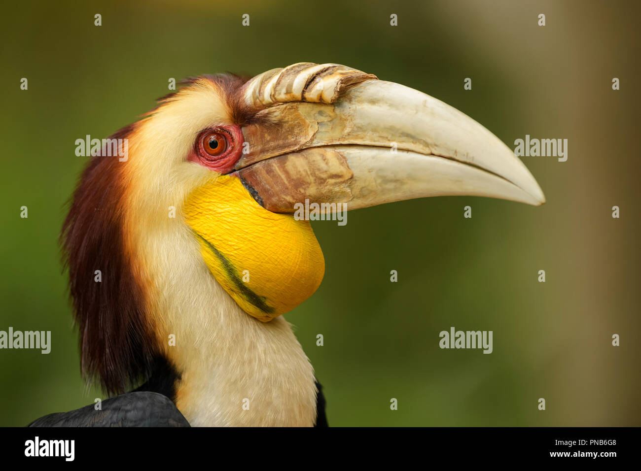 Inghirlandato Hornbill - Rhyticeros undulatus, bella colorata hornbill dal sud-est asiatico di foreste e boschi. Foto Stock