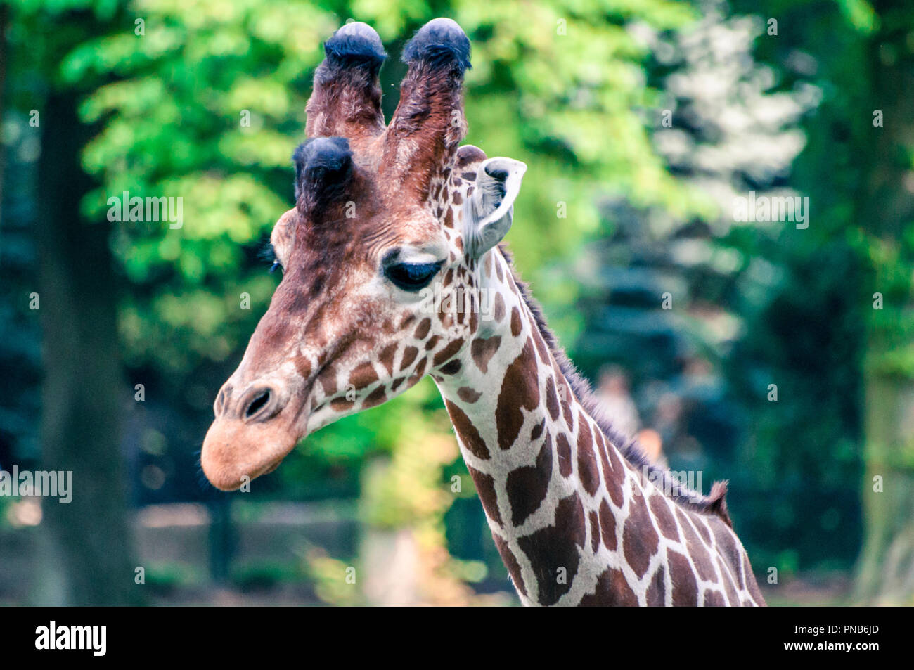 Grazioso wild giraffe guardando a sinistra, presso il parco zoologico Foto Stock