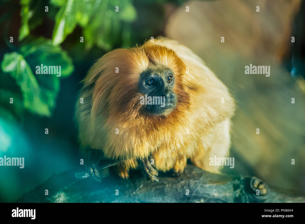 Golden tamarin seduto su un ramo di legno tra gli alberi al parco zoologico Foto Stock