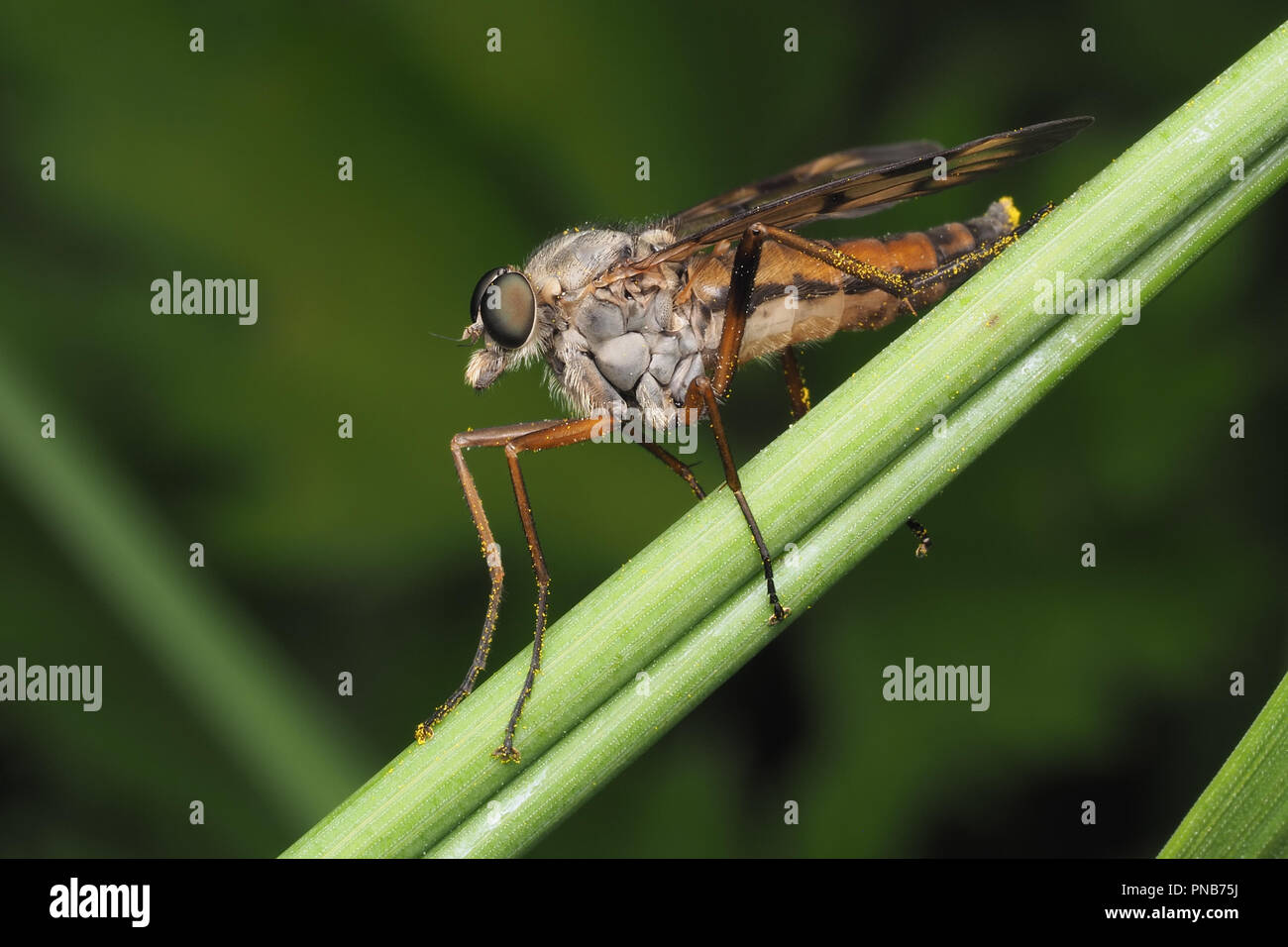 Snipefly (Rhagio scolopaceus) arroccato aggrappati alla pianta stelo sul belvedere per insetti per l'alimentazione. Tipperary, Irlanda Foto Stock