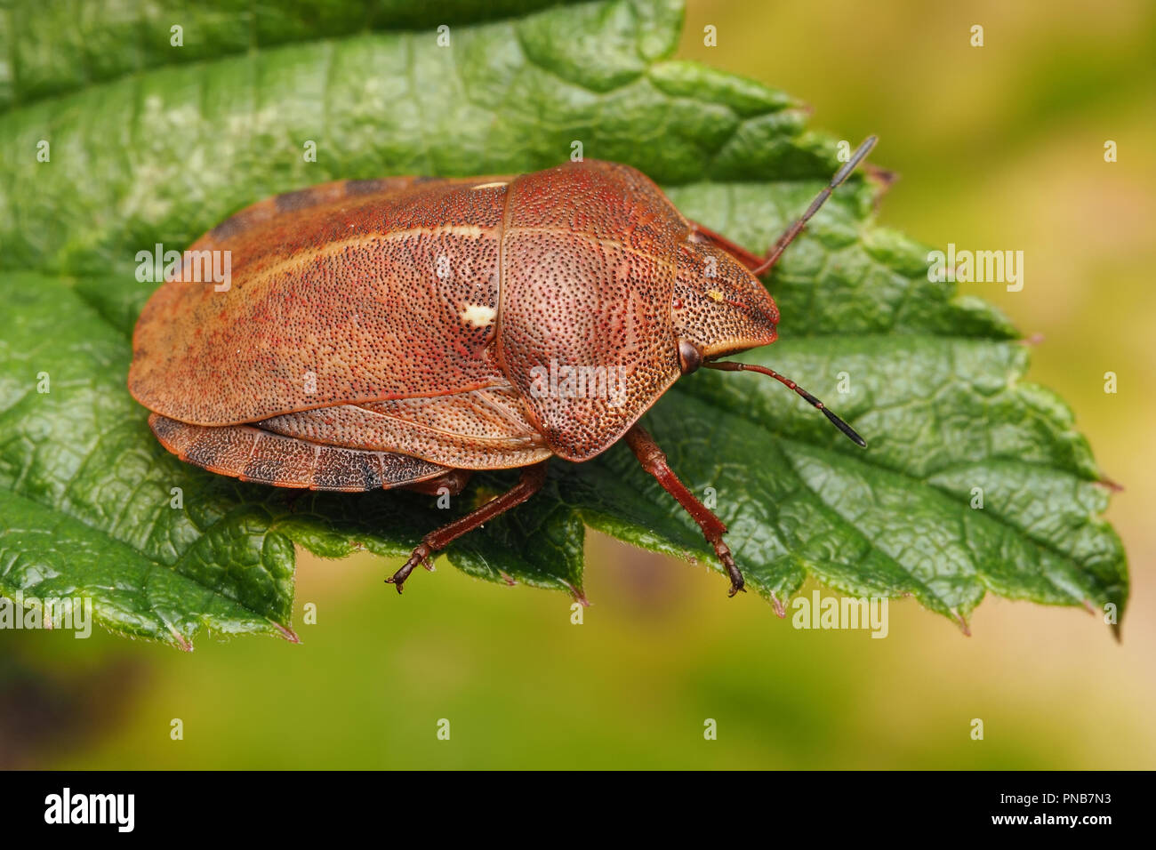 Tartaruga (Shieldbug Eurygaster "testudinaria) a riposo sulla foglia. Tipperary, Irlanda Foto Stock