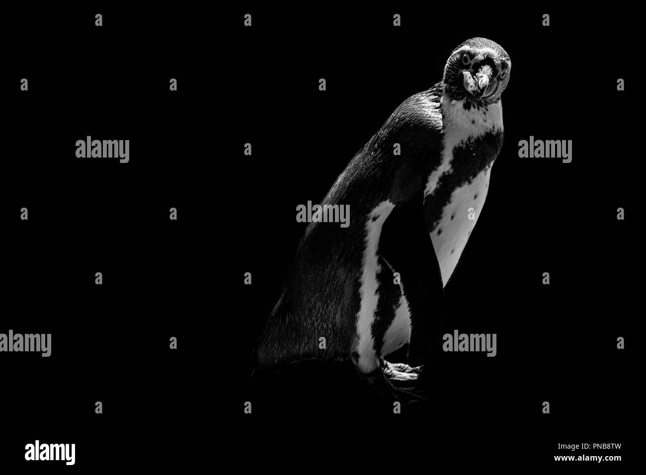 Funny penguin isolati su sfondo nero Foto Stock