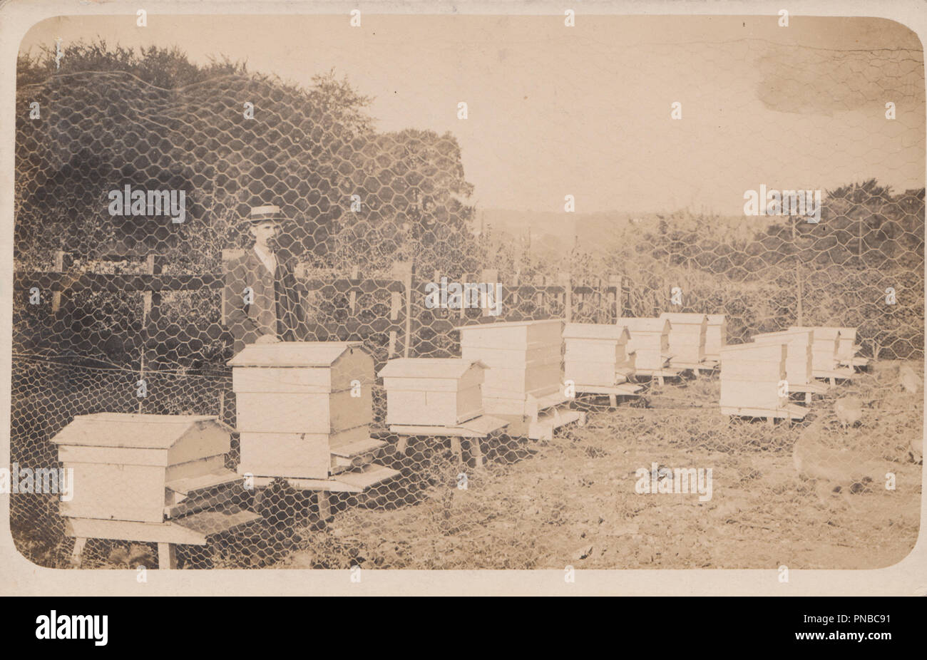 * Vintage Edwardian Cartolina fotografica di un apicoltore e i suoi alveari. Postato da Kingsley, Hampshire in 190? Foto Stock