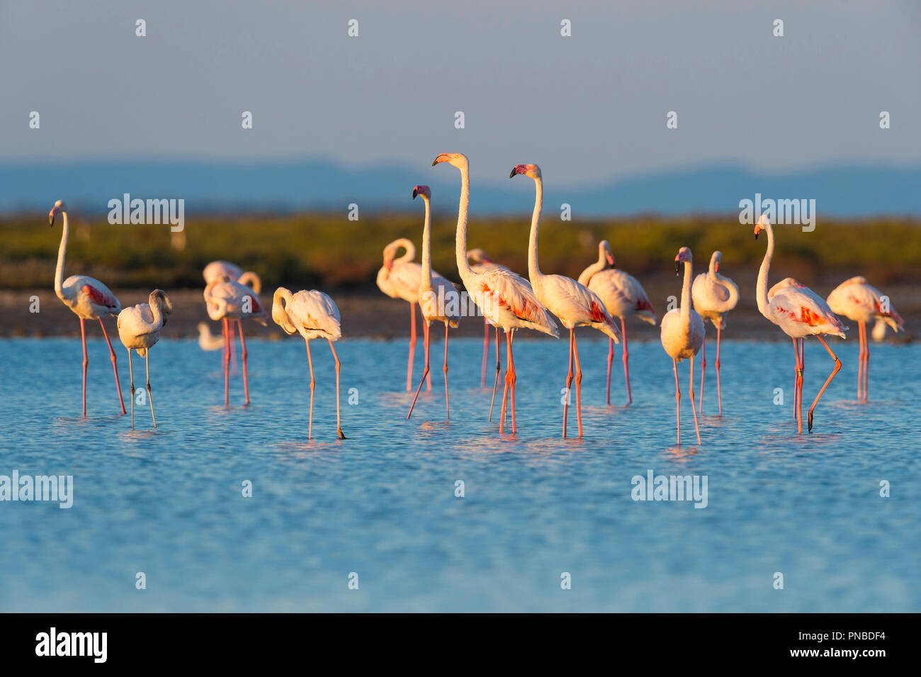 Unione Flamingo, grande fenicottero rosa Phoenicopterus roseus, Saintes-Maries-de-la-Mer, Parc naturel régional de Camargue, Languedoc Roussillon, Francia Foto Stock