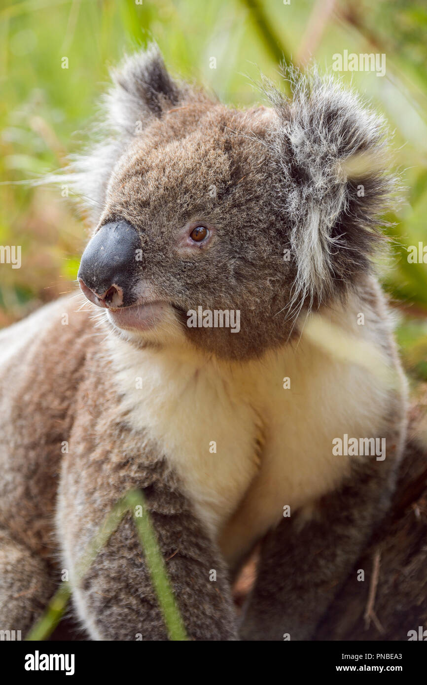 Il Koala, Phascolarctos cinereus, Victoria, Australia Foto Stock