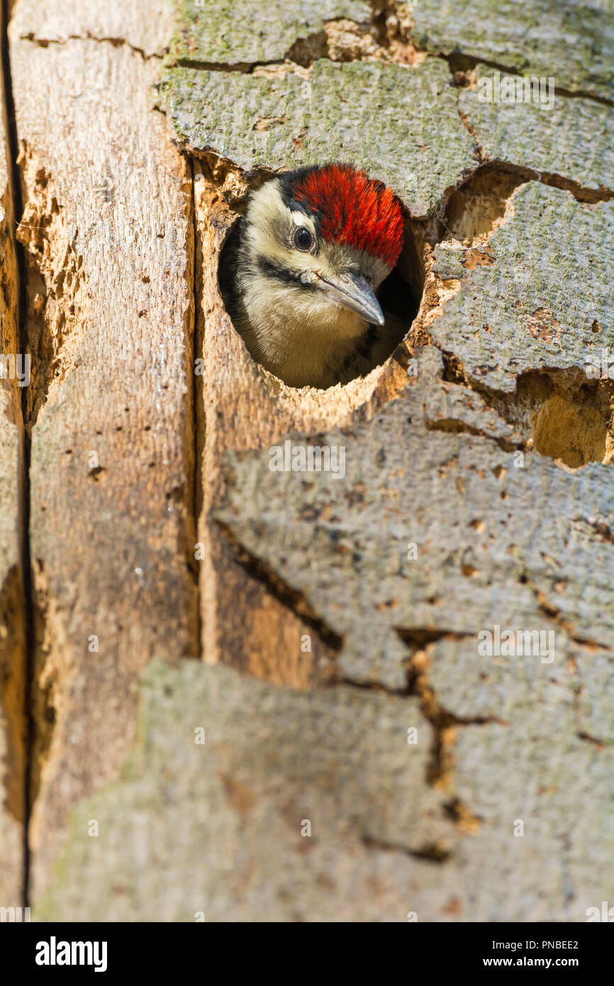 Picchio rosso maggiore, Dendrocopos major, giovane picchio in cerca in albero cavo, Germania Foto Stock