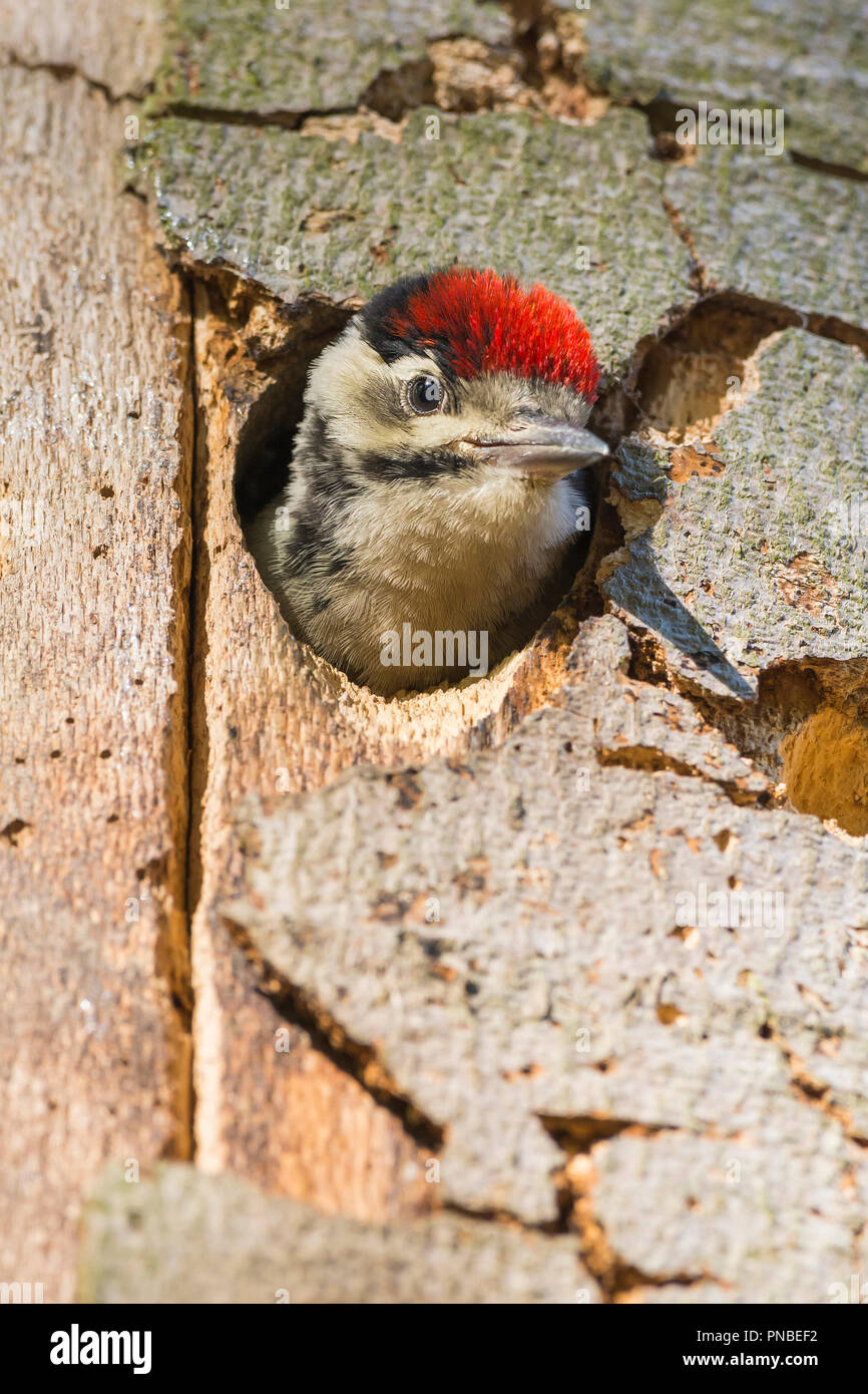 Picchio rosso maggiore, Dendrocopos major, giovane picchio in cerca in albero cavo, Germania Foto Stock