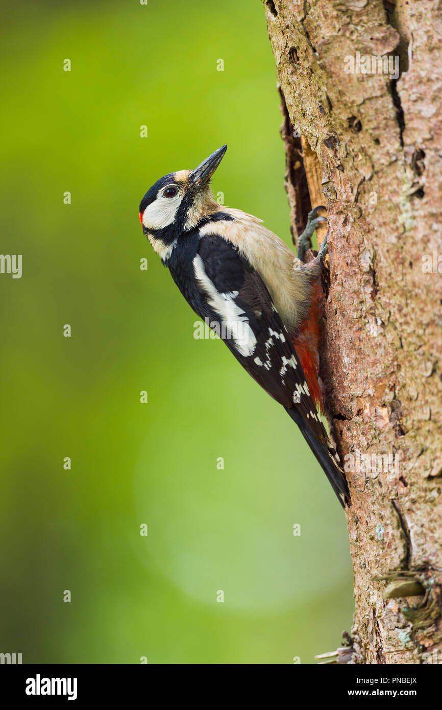 Picchio rosso maggiore, Dendrocopos major, in corrispondenza del foro di Nesting, Germania Foto Stock