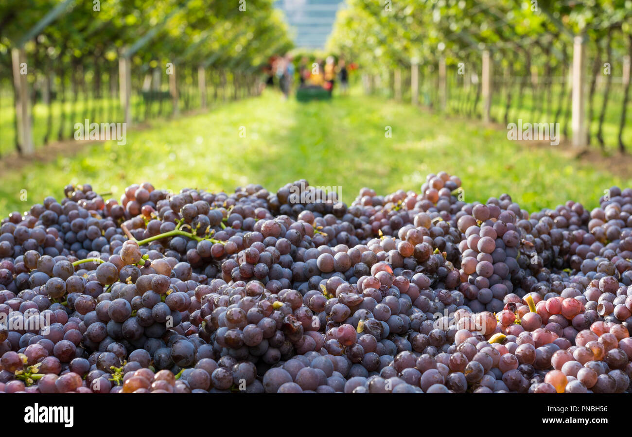 I grappoli di uve mature ( Pinot grigio varietà) durante il raccolto nella vigna del Sud Tirolo del nord Italia Foto Stock