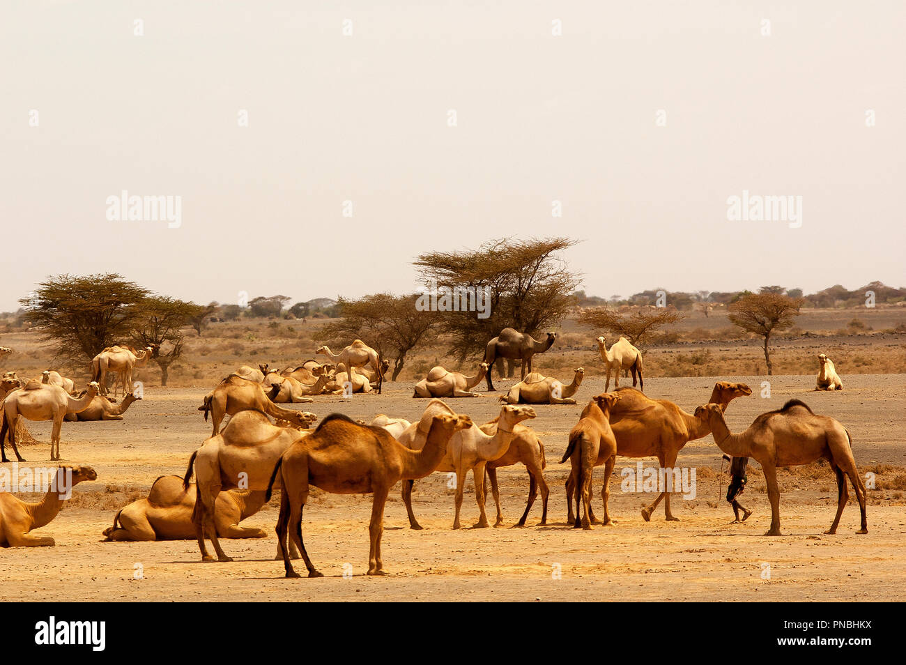 Cammelli a North Horr dintorni, la casa del popolo Rendille, Kenya Foto Stock