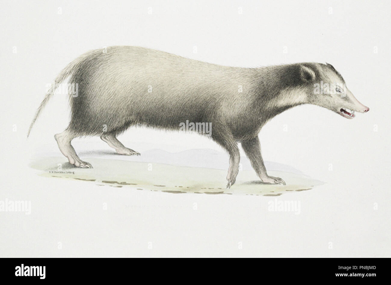 Illustrazione opossom Foto Stock