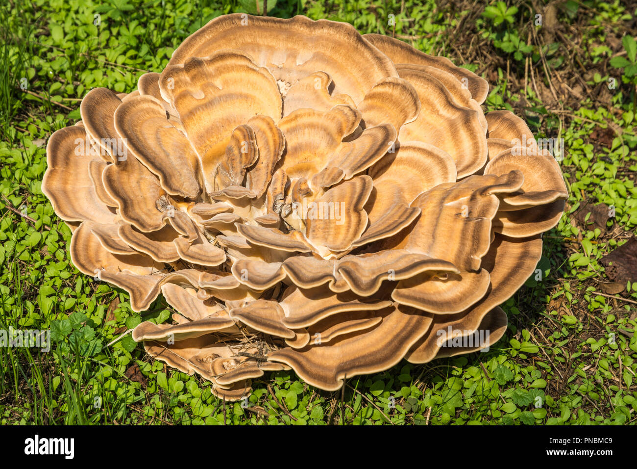 Laetiporus sulfurei. piano di fungo Foto Stock