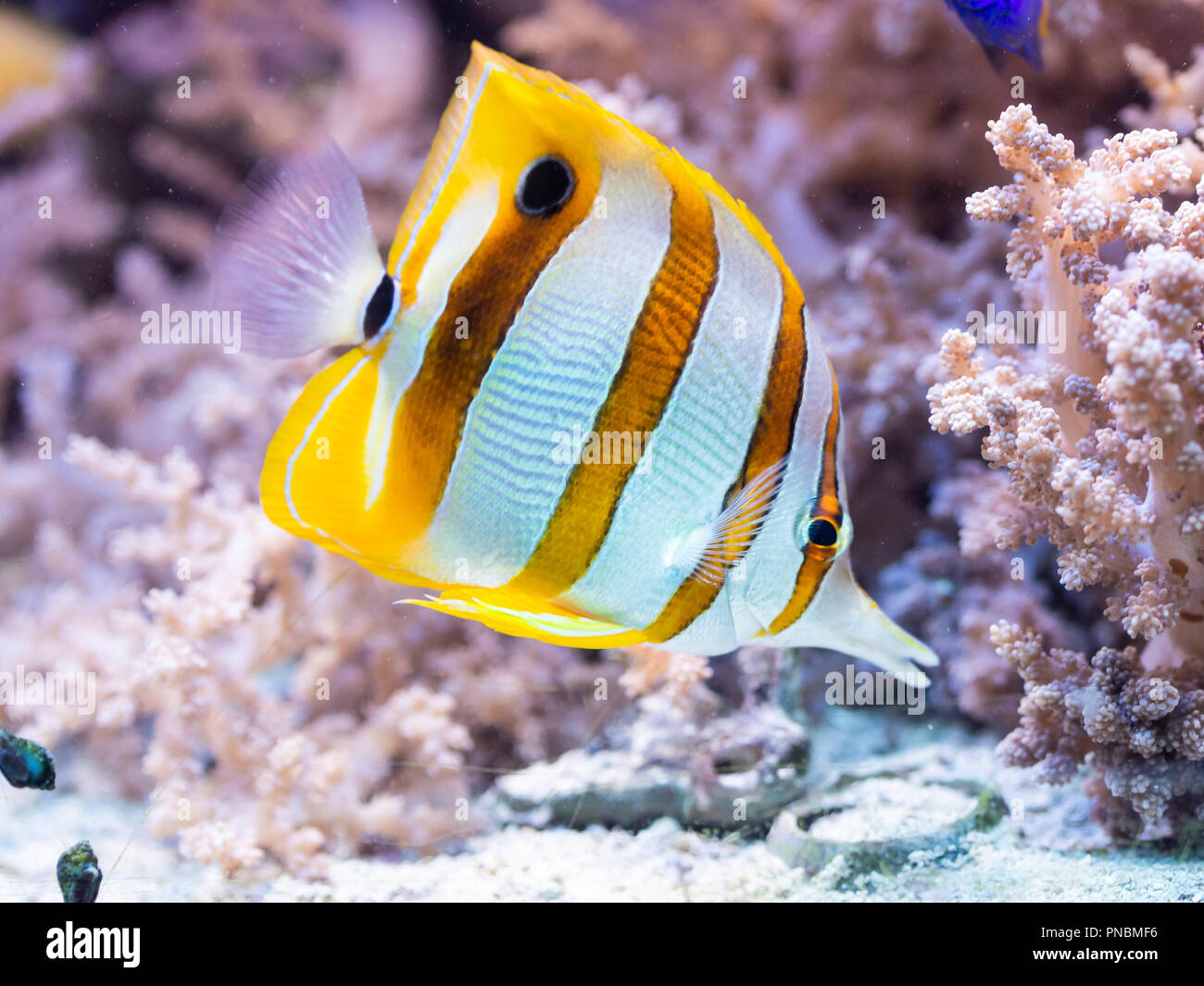 Pesce Chelmon rostratus - nastrati Butterflyfish Longsnout, saltwater Foto Stock