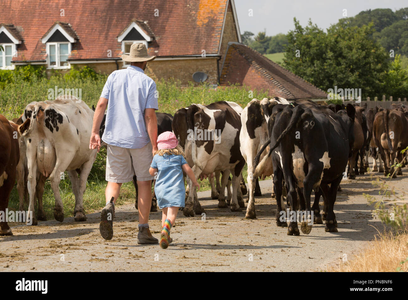 Una scena rurale di un uomo e di una donna bambino prendendo il bestiame lungo una strada di campagna in una giornata di sole in Nord Inghilterra Dorset Regno Unito GB Foto Stock