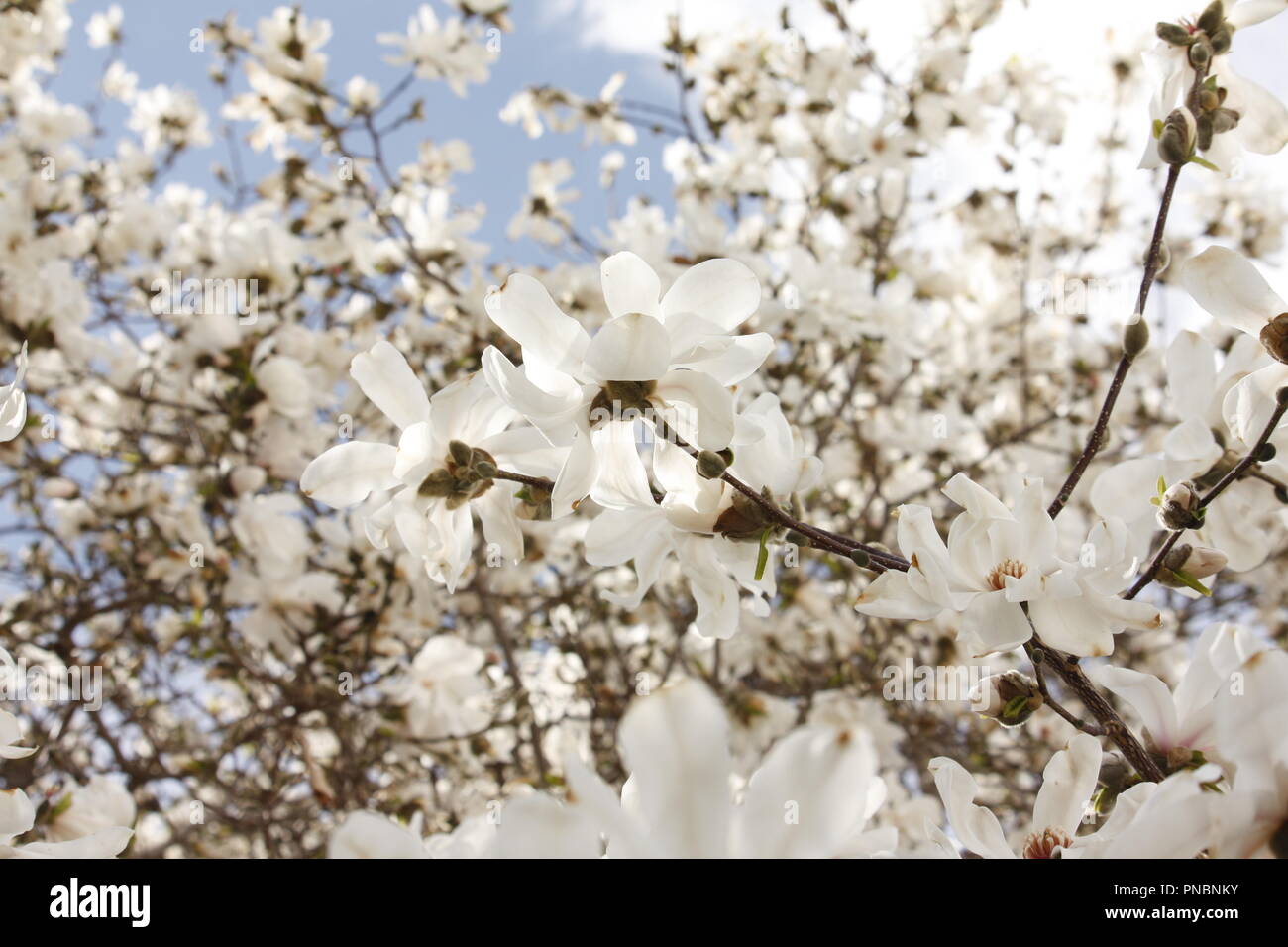 Fiori di magnolia in piena fioritura primaverile Foto Stock