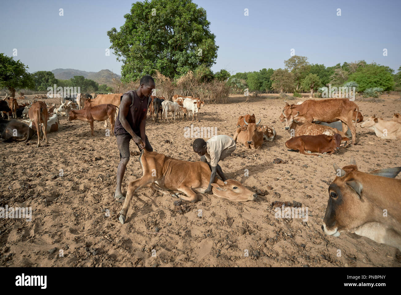 Un uomo e ragazzo visto cercando di rilanciare una mucca in Gidel. Un villaggio nella regione dei monti Nuba del Sudan che viene controllata mediante la liberazione del popolo sudanese Movement-North ed è spesso attaccati dai militari del Sudan. Foto Stock