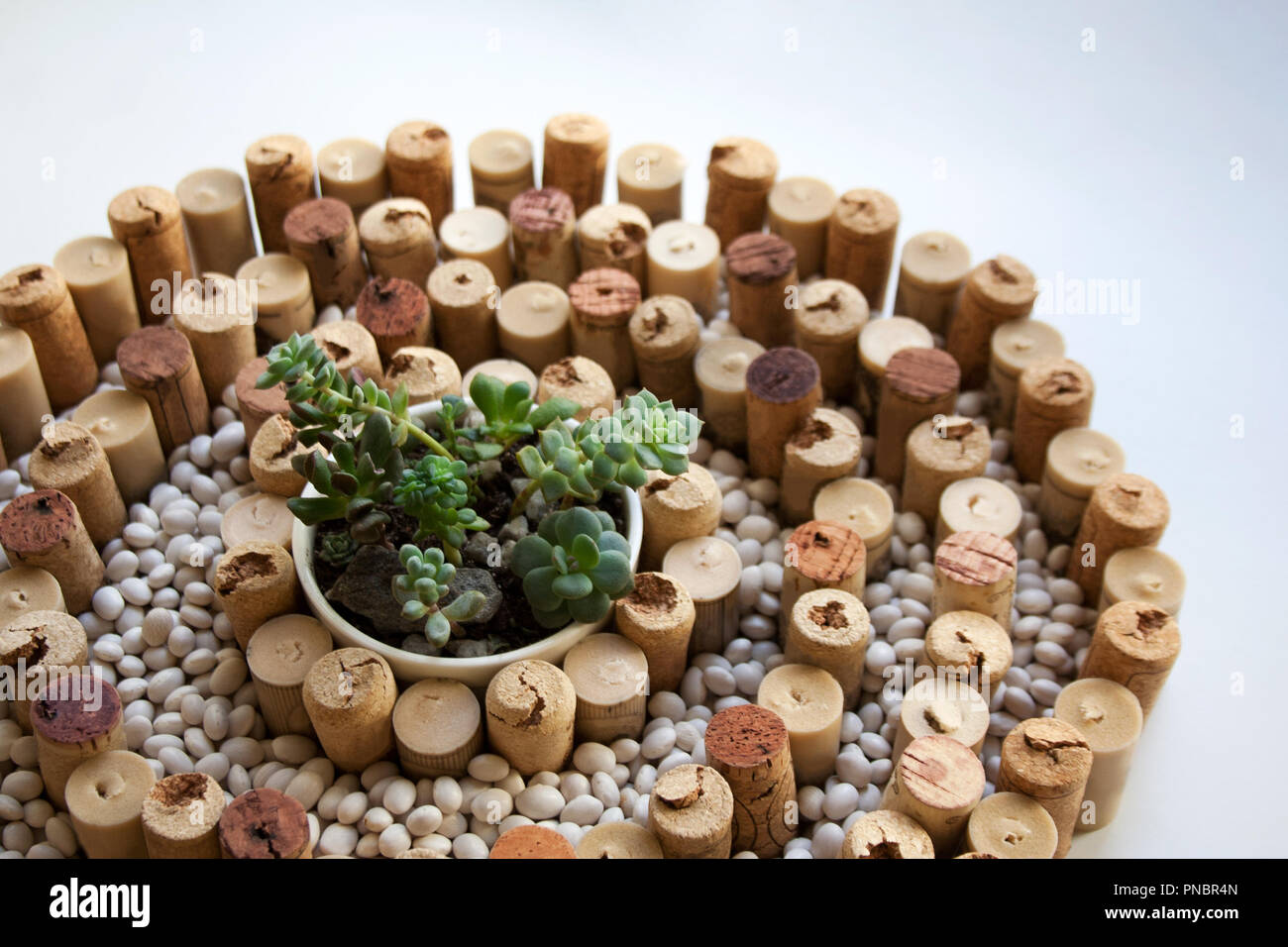 Pietra giapponese concetto di giardino: vino i tappi di sughero a forma di spirale con composizione di fagioli bianchi e piccoli vasi di piante succulente in medio close up Foto Stock Pietra giapponese concetto di giardino: vino i tappi di sughero a forma di spirale con composizione di fagioli bianchi e piccoli vasi di piante succulente in medio close up Foto Stock