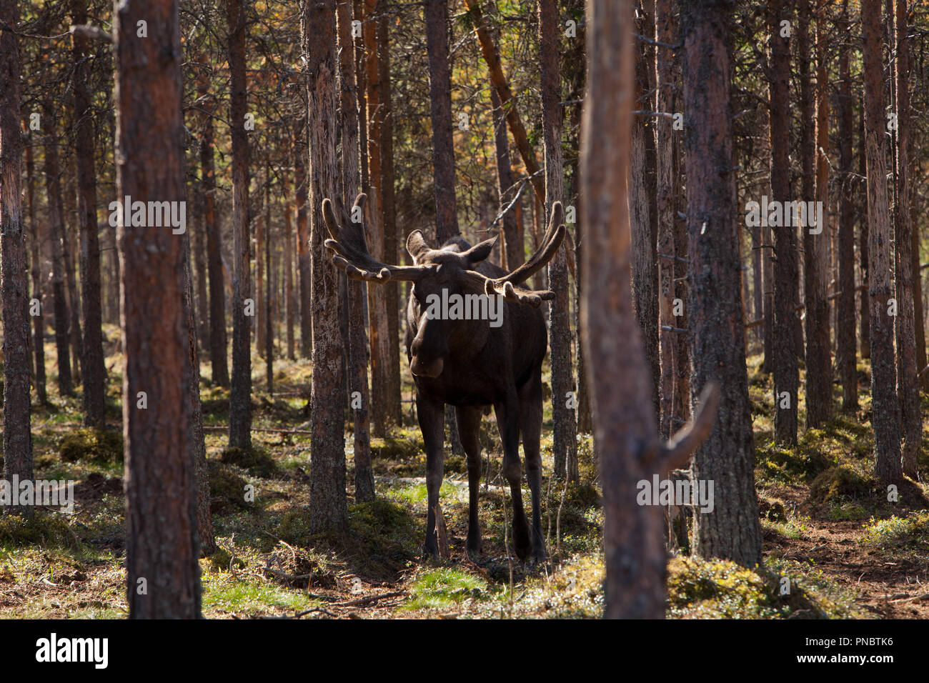 In Elchpark Vittari, Lappland Foto Stock